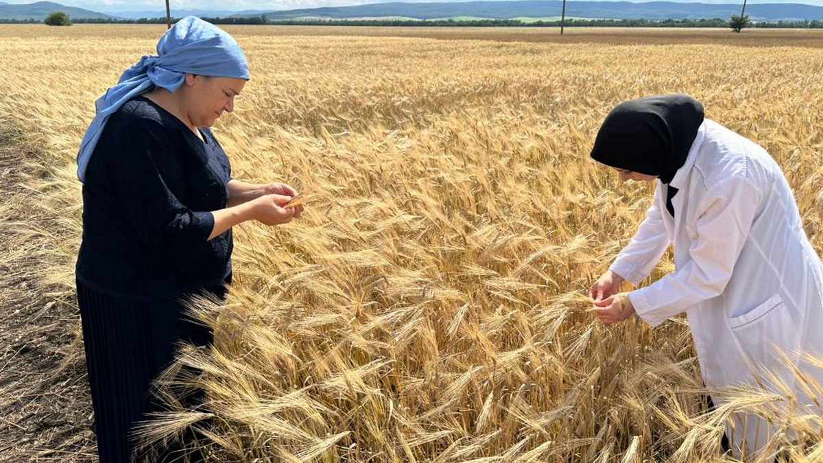 В Ингушетии проводится апробация озимых посевов
