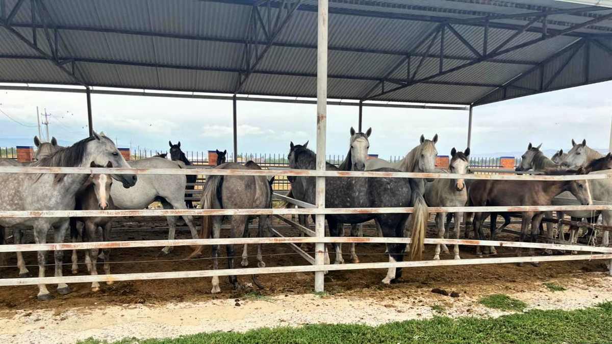 В Сунже Ингушетии выявили случаи бесконтрольного выпаса животных
