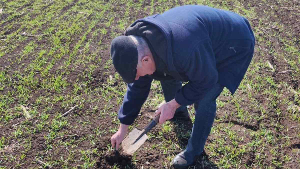 Специалисты  обследовали посевы в двух районах Ингушетии