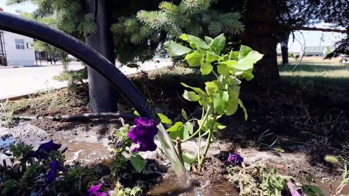 Новости Ингушетии: Чайно-гибридная роза украсит ландшафт столицы Ингушетии