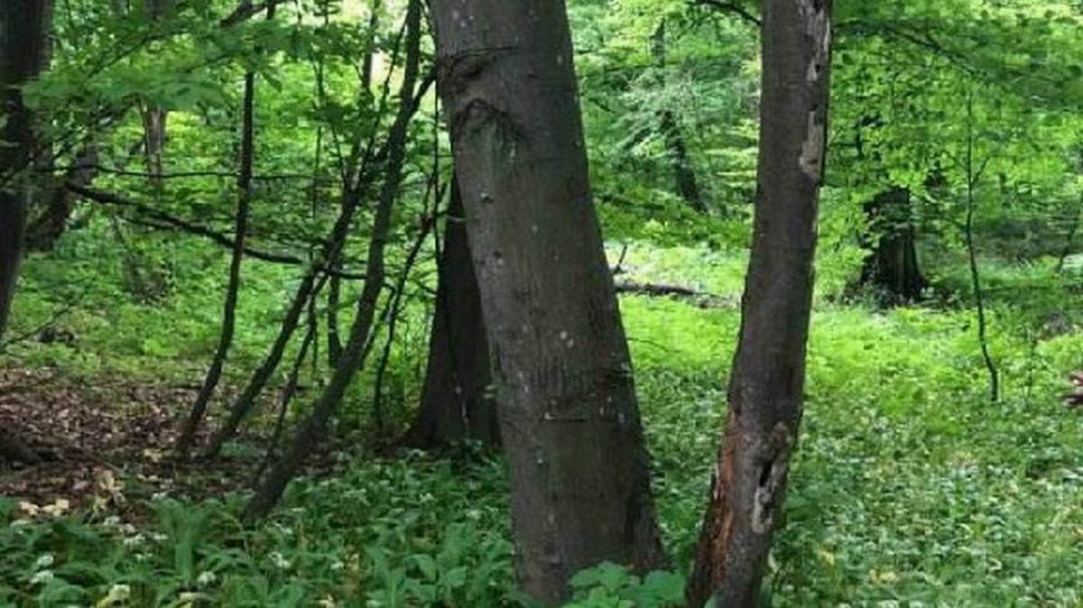 Новости Ингушетии: В лесах Ингушетии проводится подкормка диких животных