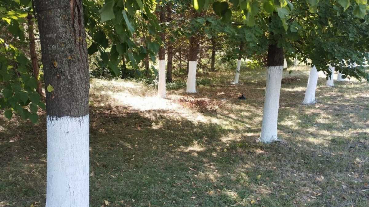 В 2026 году в Ингушетии высадят около 8 тысяч саженцев