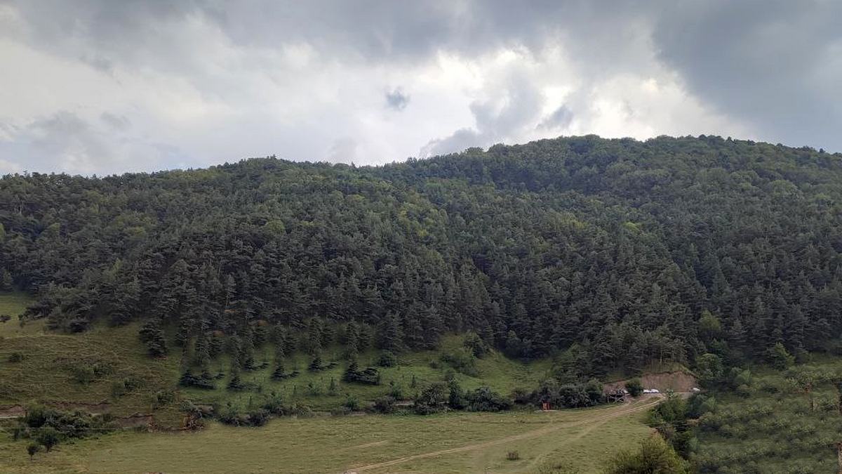 В Ингушетии подготовили главный план действий по защите леса от огня