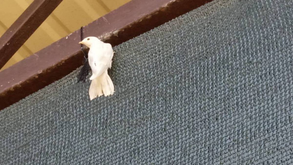 Новости Ингушетии: В Ингушетии гнездится редкая ласточка-альбинос