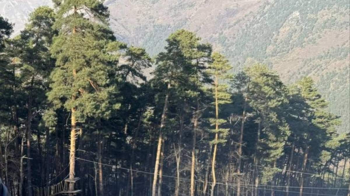 На восстановление лесов Ингушетии направят 18 миллионов рублей