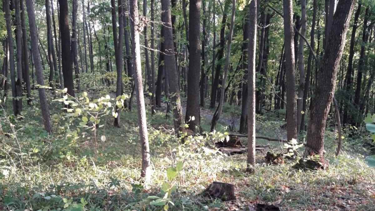 В Ингушетии разыскивают виновников незаконной рубки деревьев в лесничестве