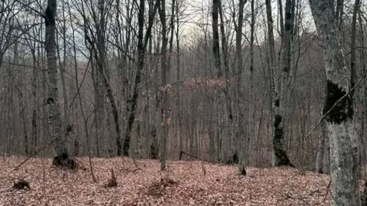 В Ингушетии специалисты оценили состояние лесов и дали прогноз на будущее