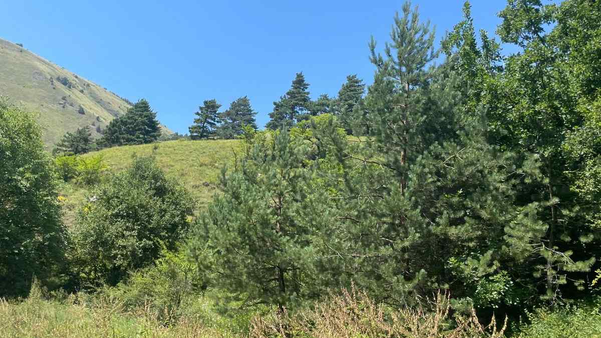 Новости Ингушетии: В Ингушетии обеспечивают сбережения лесных ресурсов от губительного огня