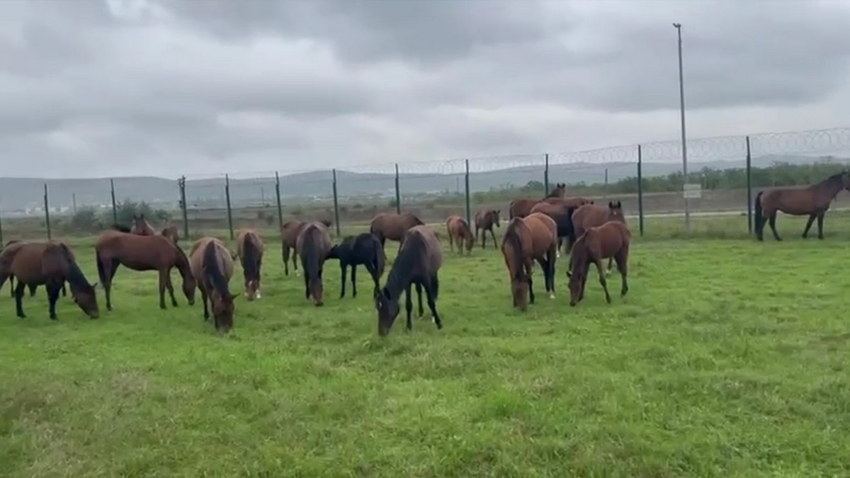 Новости Ингушетии: Власти Сунжи решают проблему скота, оставленного жителями без присмотра