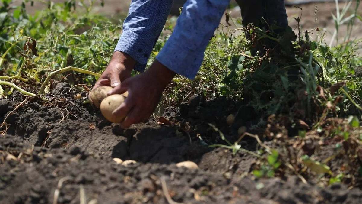 Ингушские фермеры получили 70 млн рублей в качестве господдержки