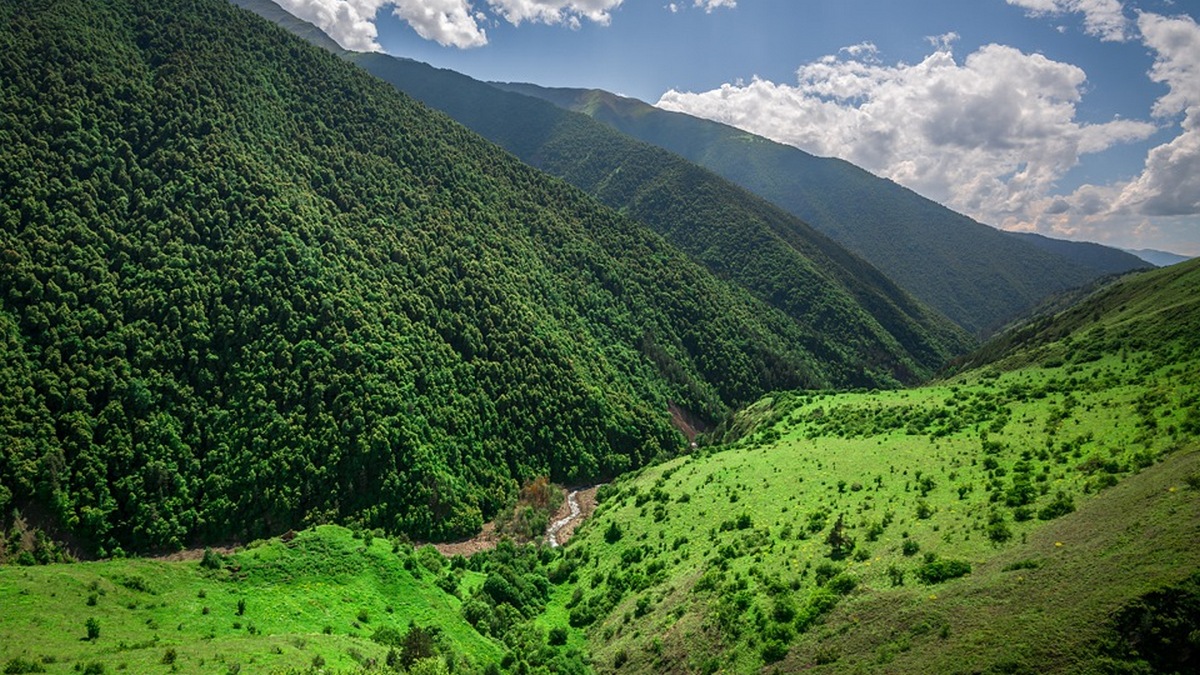 В лесах Ингушетии начались обследования для лесовосстановления