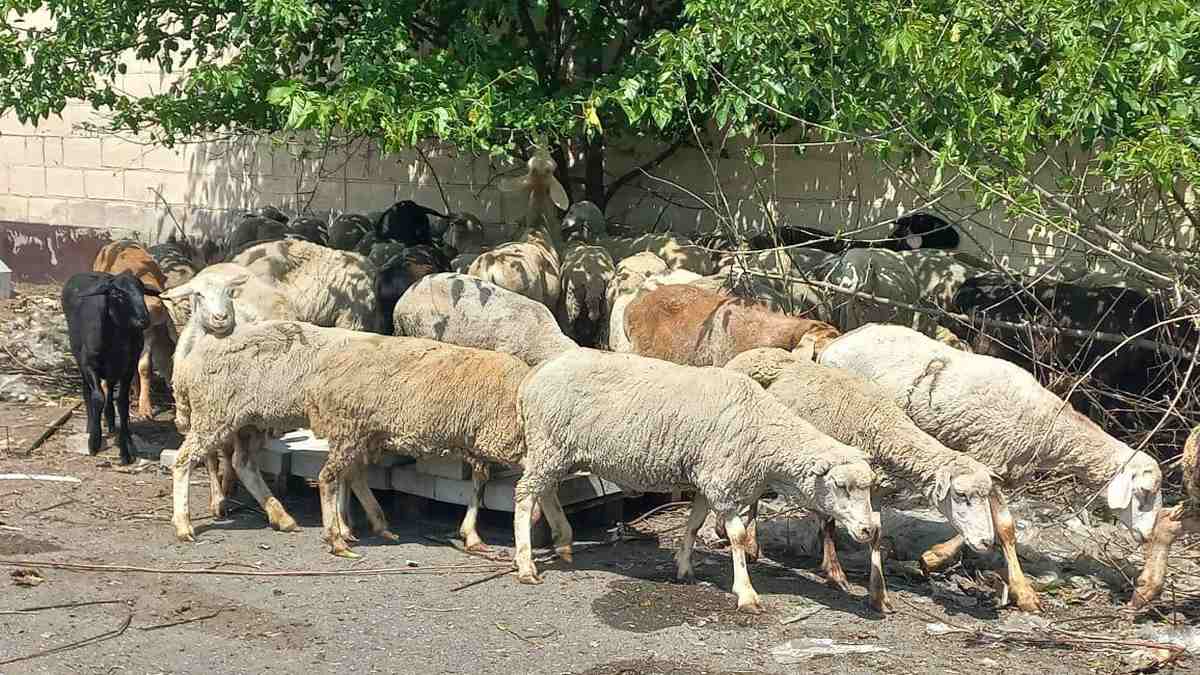 Новости Ингушетии: В Ингушетии семьям погибших бойцов СВО передали жертвенных животных