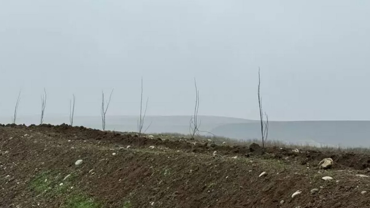 Тысячи белых акаций высадят вдоль автодорог Ингушетии