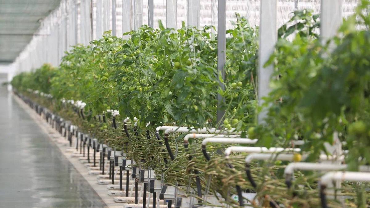 В Ингушетии реализуются крупные сельскохозяйственные проекты