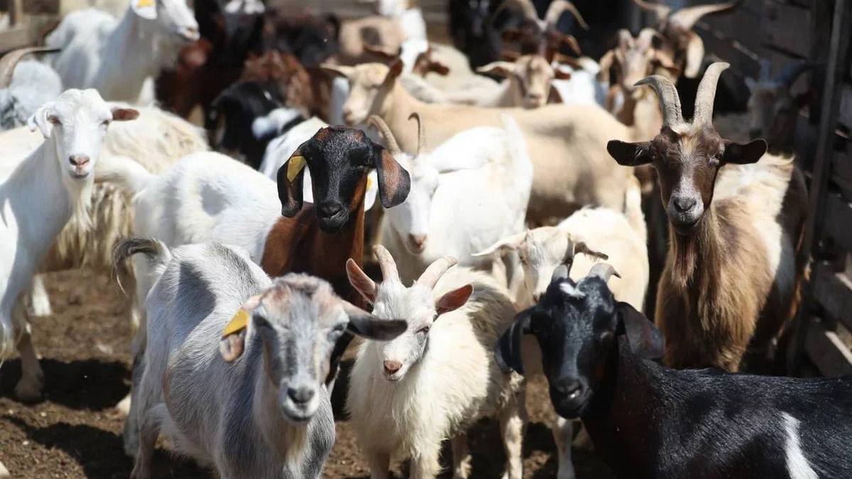 Ингушетия стала одним из лидеров по цифровому учету сельхозживотных