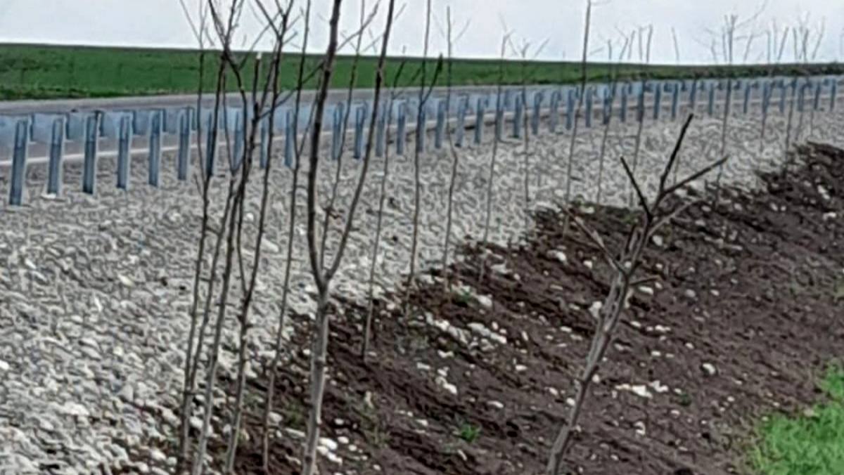 Акция «Сохраним лес» в Ингушетии активно претворяется в жизнь