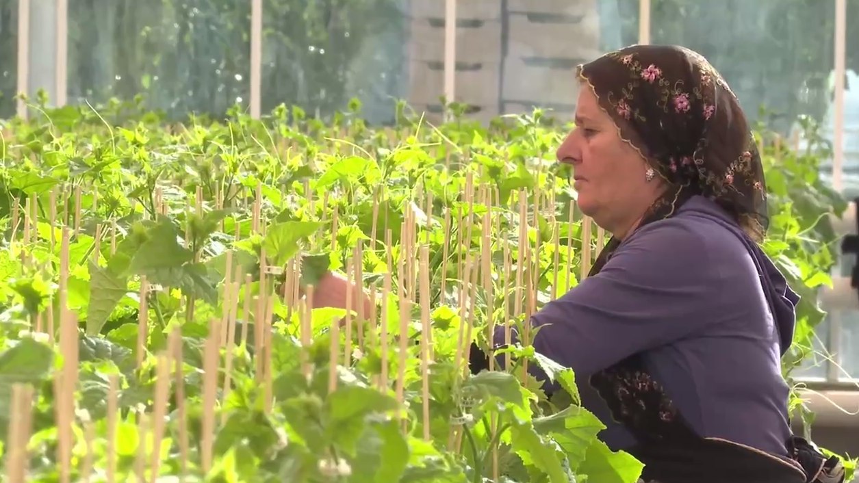 Новости Ингушетии: Тепличный комплекс «Сунжа» в Ингушетии будет производить 15 тысяч тонн овощей