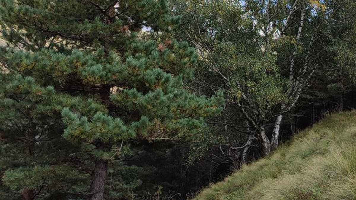 В Ингушетии предотвращают незаконную вырубку хвойных деревьев