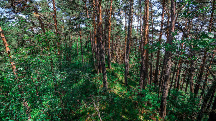 Новости Ингушетии: Ингушетия выполнила план по лесовосстановлению