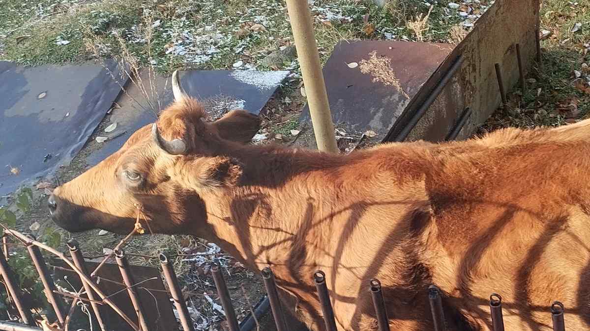 Новости Ингушетии: В Магасе Ингушетии решают неожиданную  проблему бродячего скота