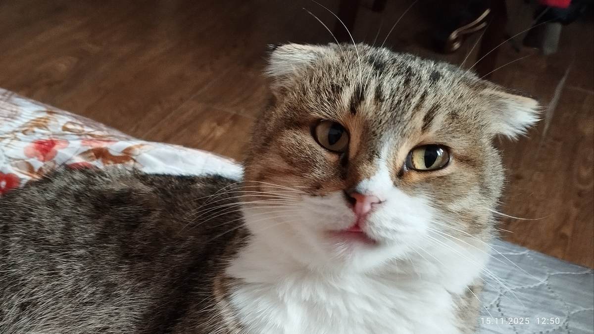 Керда хьайбай лорий дарбанче хьайийллай Наьсаре