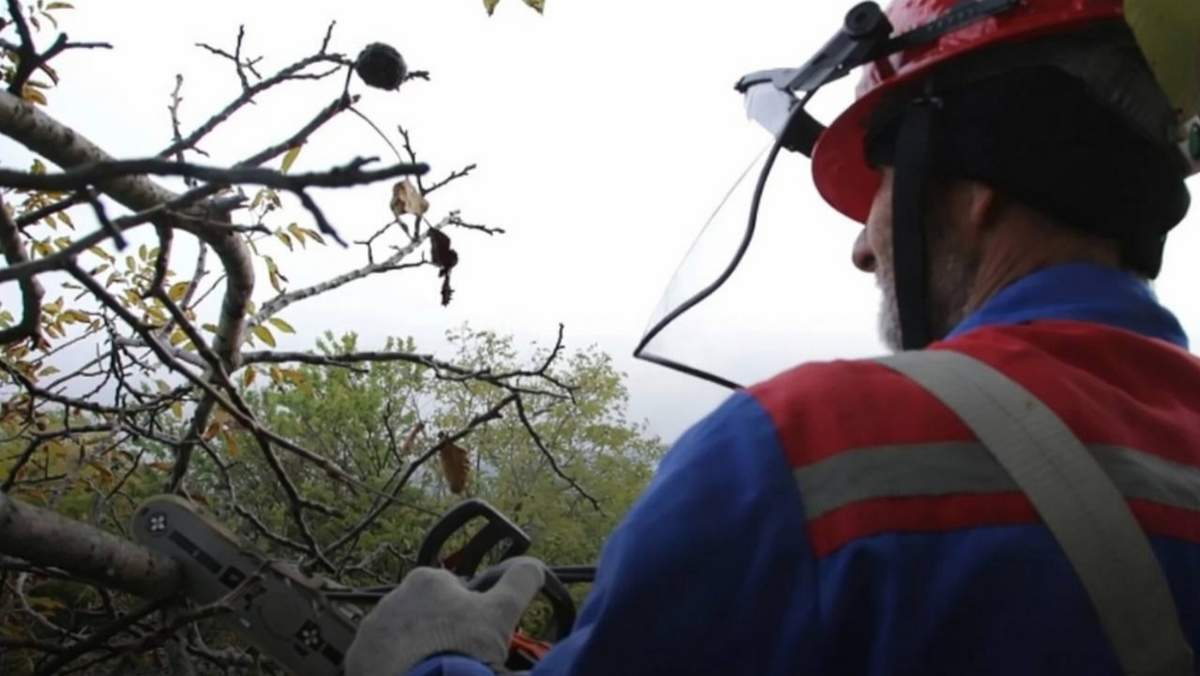 В Ингушетии места рядом с ЛЭП освободят от лишней растительности