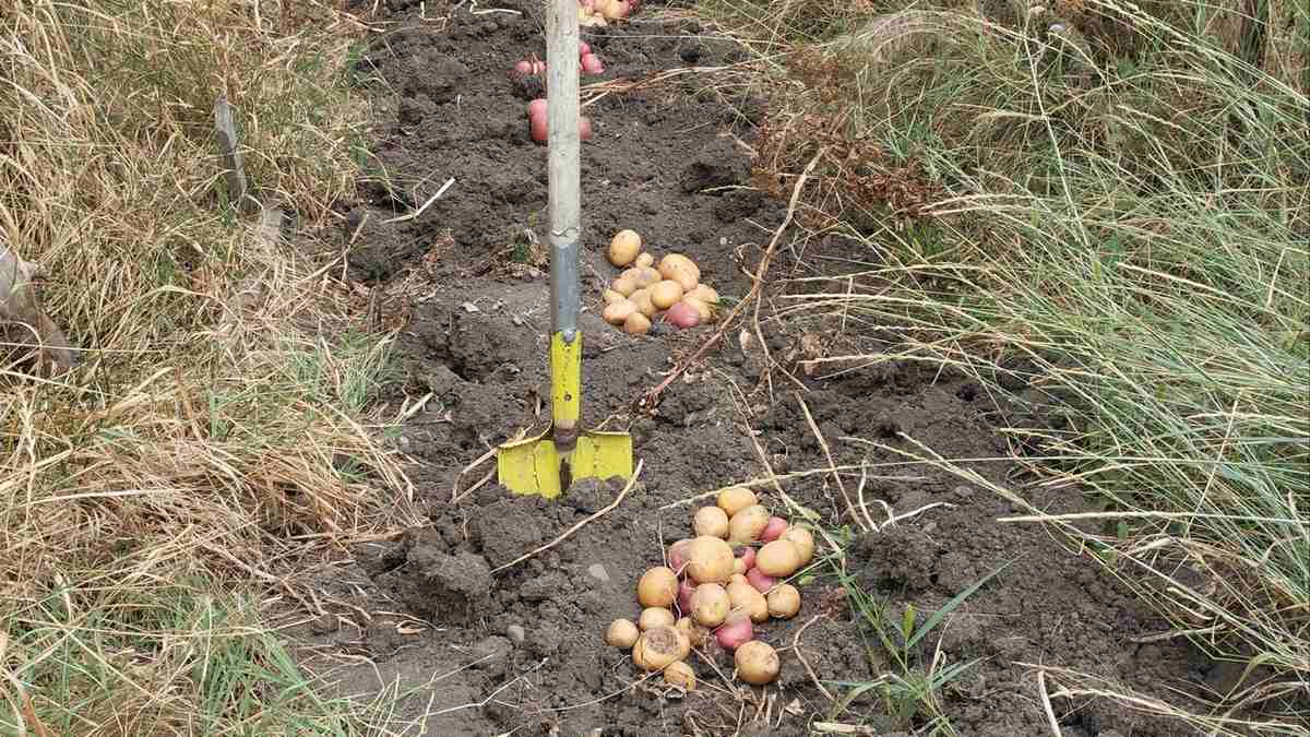 Новости Ингушетии: Сильная жара повлияла  на урожай подсобных хозяйств в Ингушетии