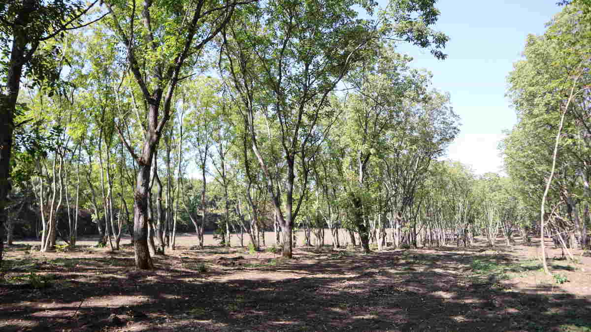 Питательный орех в Ингушетии превратят в разнообразную продукцию