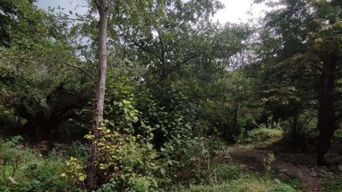 Новости Ингушетии: В Ингушетии  в трех лесничествах завершены лесовосстановительные работы