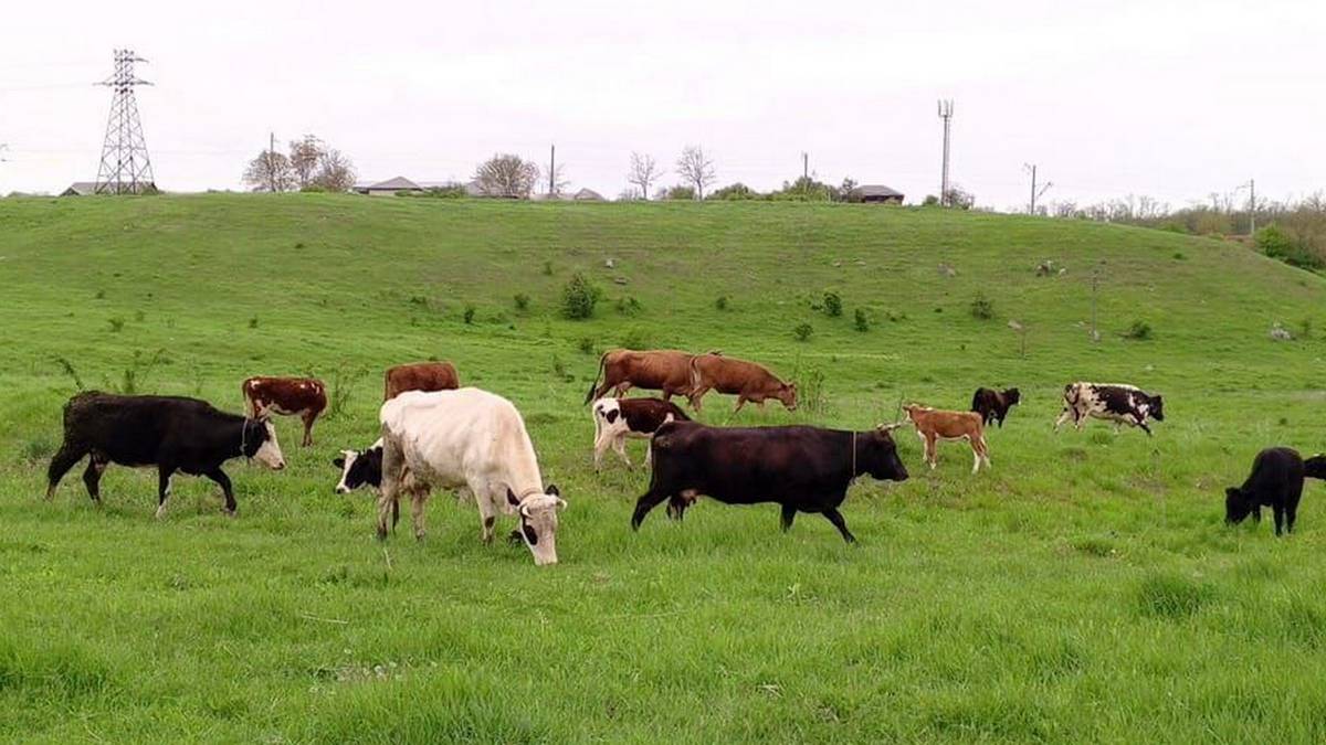 Специалисты и труженики АПК Ингушетии успешно завершают зимний сезон