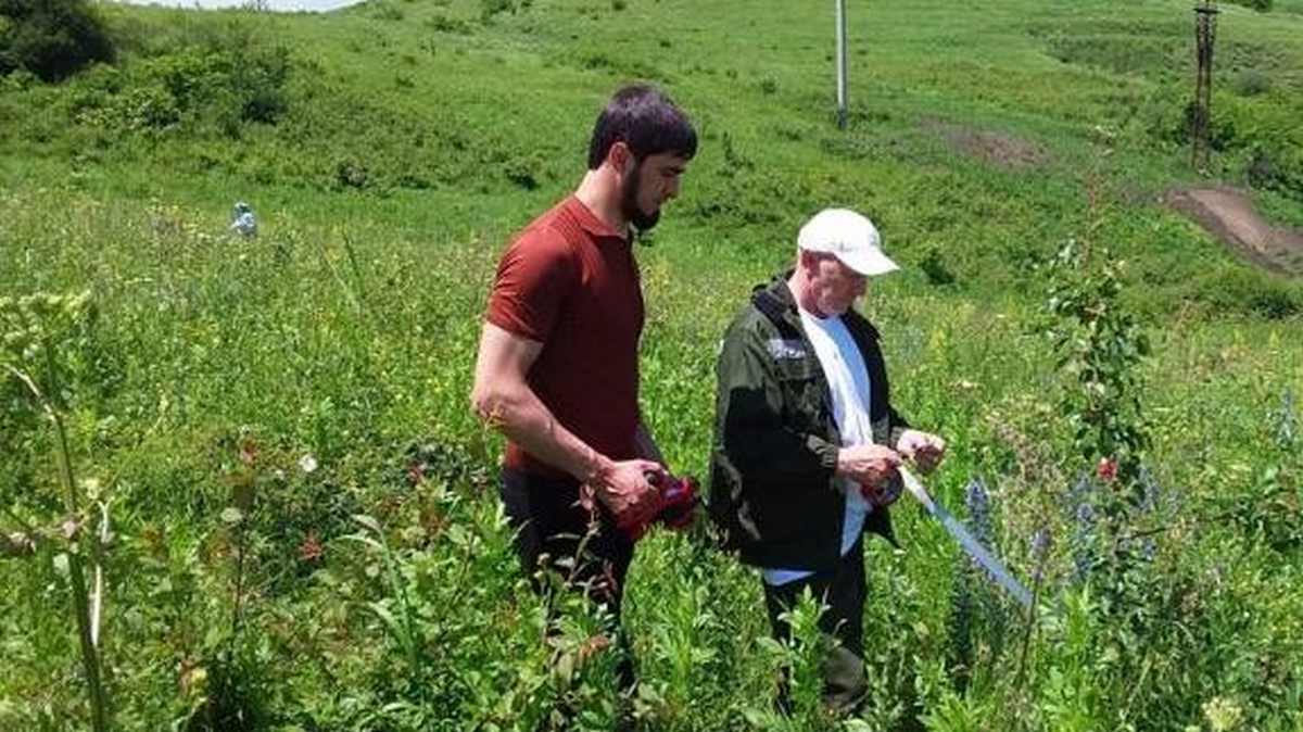В Ингушетии проводится оценка характеристик лесных культур