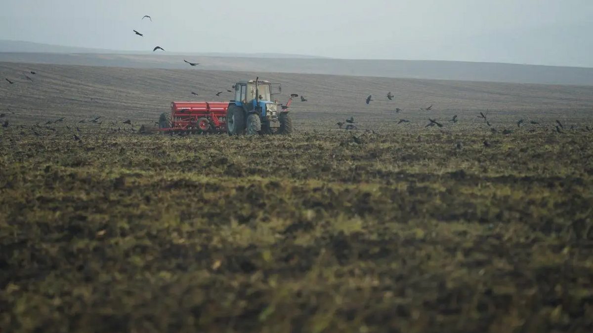 Озимые в Ингушетии радуют - они взошли почти на 90 % посевных площадей