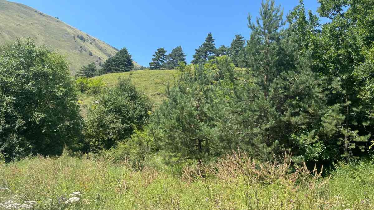 В лесных угодьях Ингушетии отменен противопожарный режим