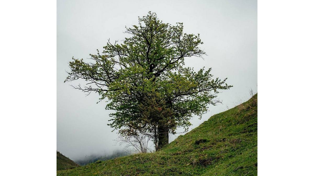 216-летняя дикая груша в Ингушетии претендует на звание дерева года