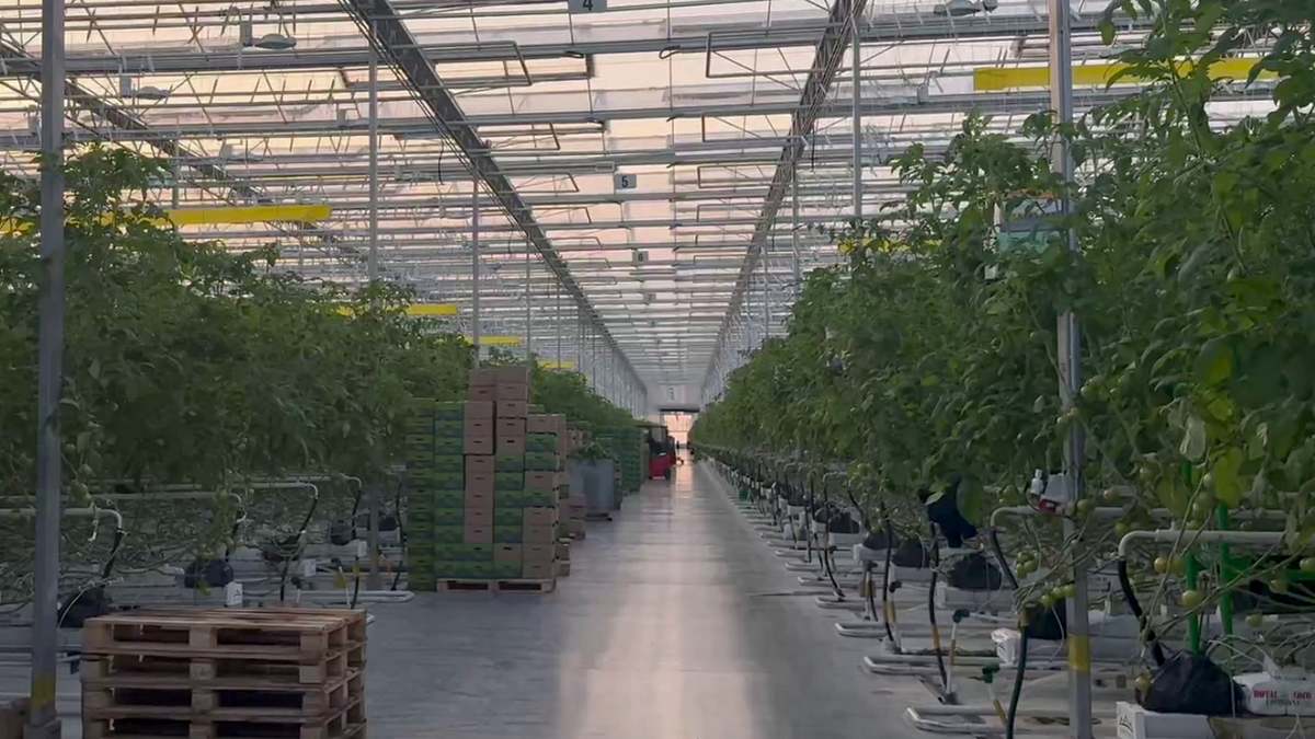 В Ингушетии в конце 2025 года планируется полный ввод агрокомбината «Сунжа»