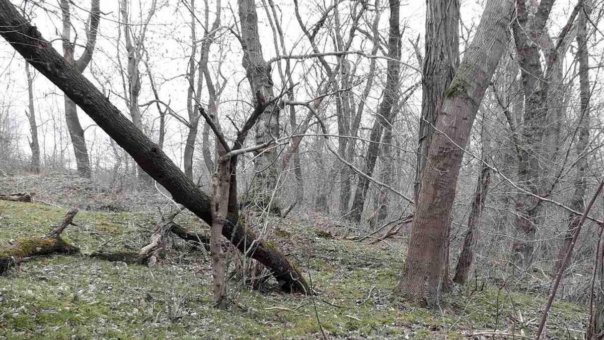 В Ингушетии продолжают системное восстановление регионального леса