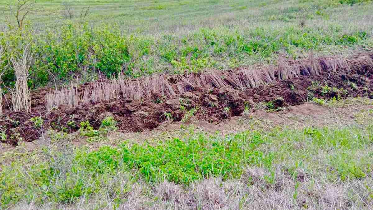 ГIалгIай мехка наха хьу меттаоттаяр  чакхдаьлар