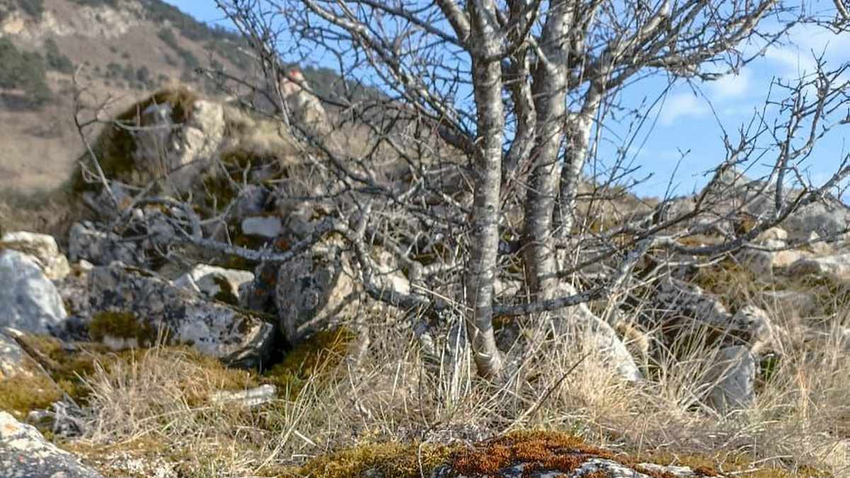 В Ингушетии на горе Цей-Лоам обнаружена древняя постройка