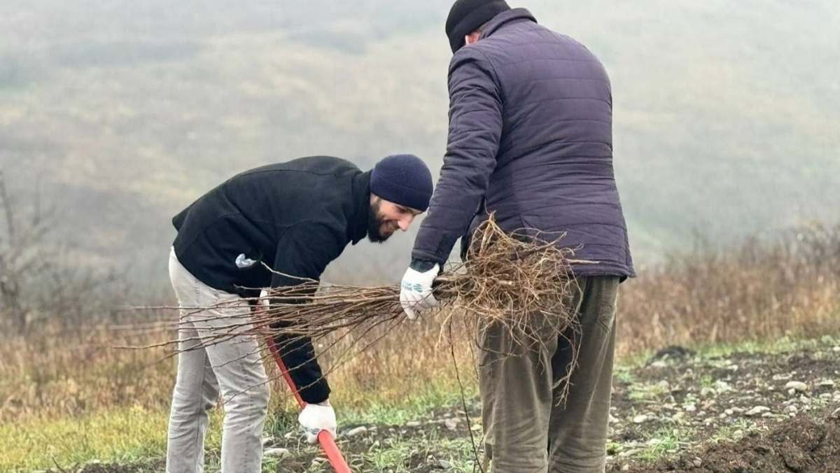Новости Ингушетии: Десятки тысяч новых деревьев в 2026 году посадят в лесных угодьях Ингушетии