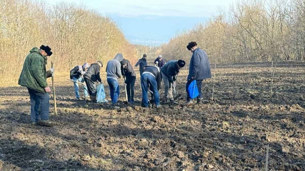 В Сунженском лесничестве Ингушетии посеяли 250 кг семян дуба и бука