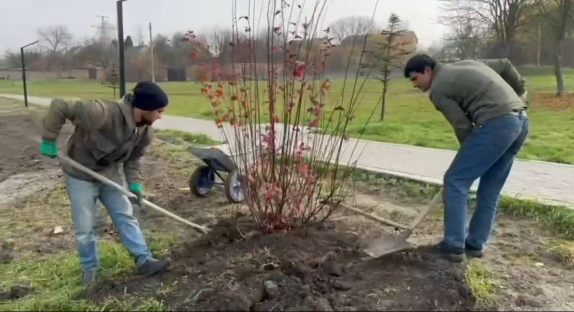 Назрановский городской пруд украшают новыми кустами