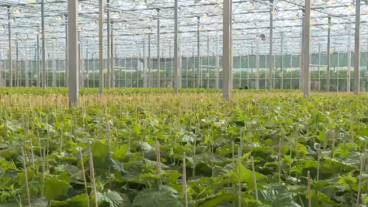 Экспорт продукции аграриев Ингушетии поднялся вдвое