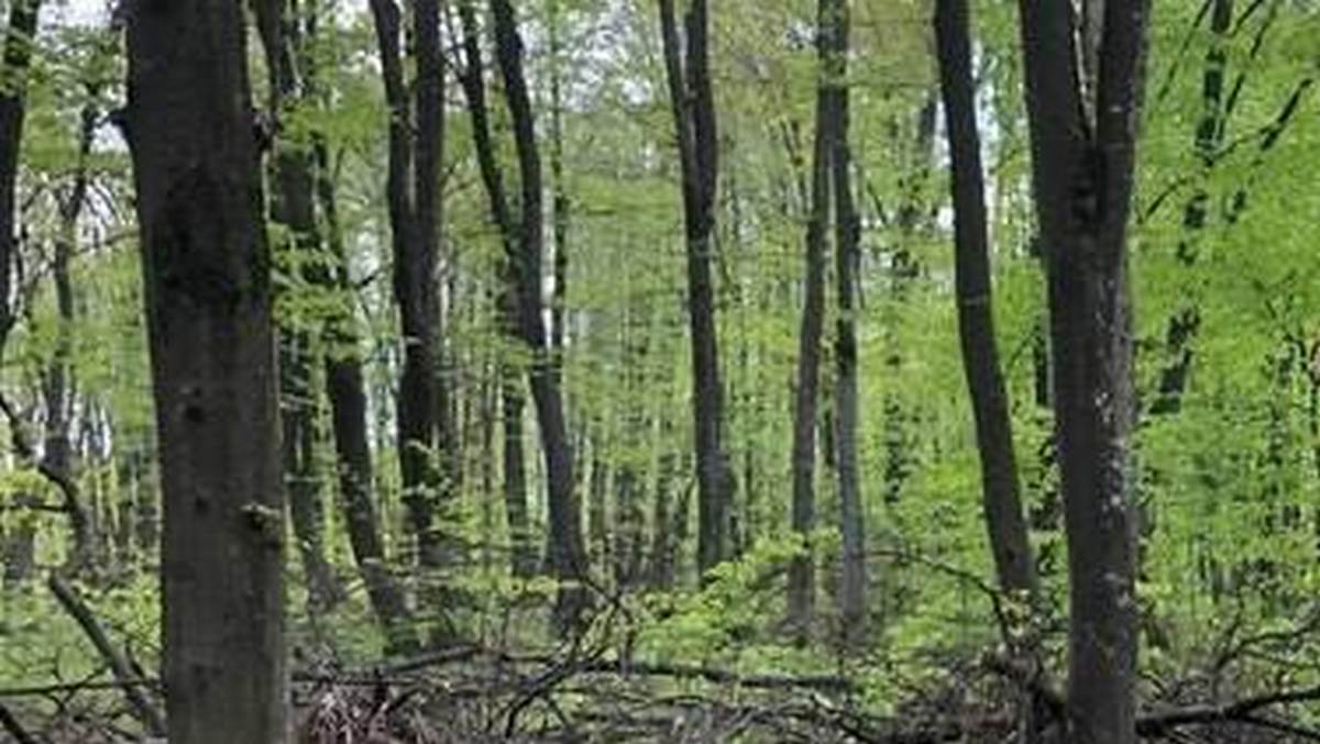 Минприроды Ингушетии усилило патрулирование лесных массивов