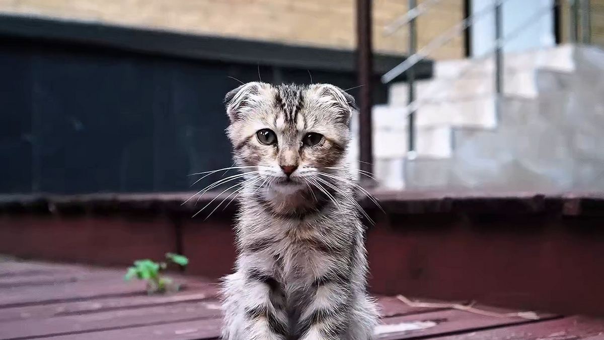 Новости Ингушетии: Школьники Ингушетии присоединились к Всероссийской акции «Носики Первых»