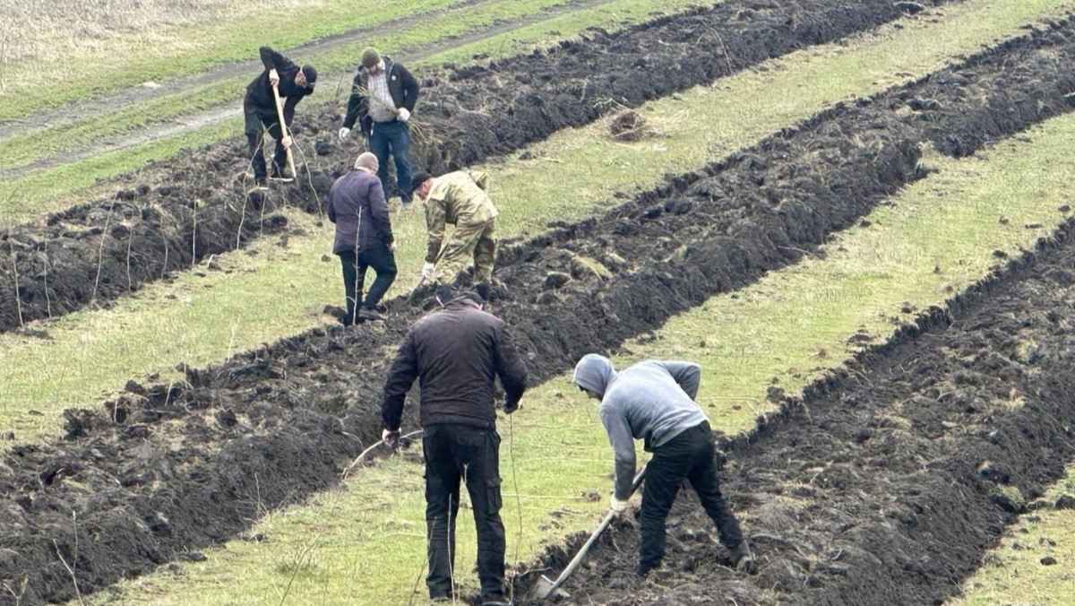 Десятки тысяч саженцев ясеня высадили в районах Ингушетии